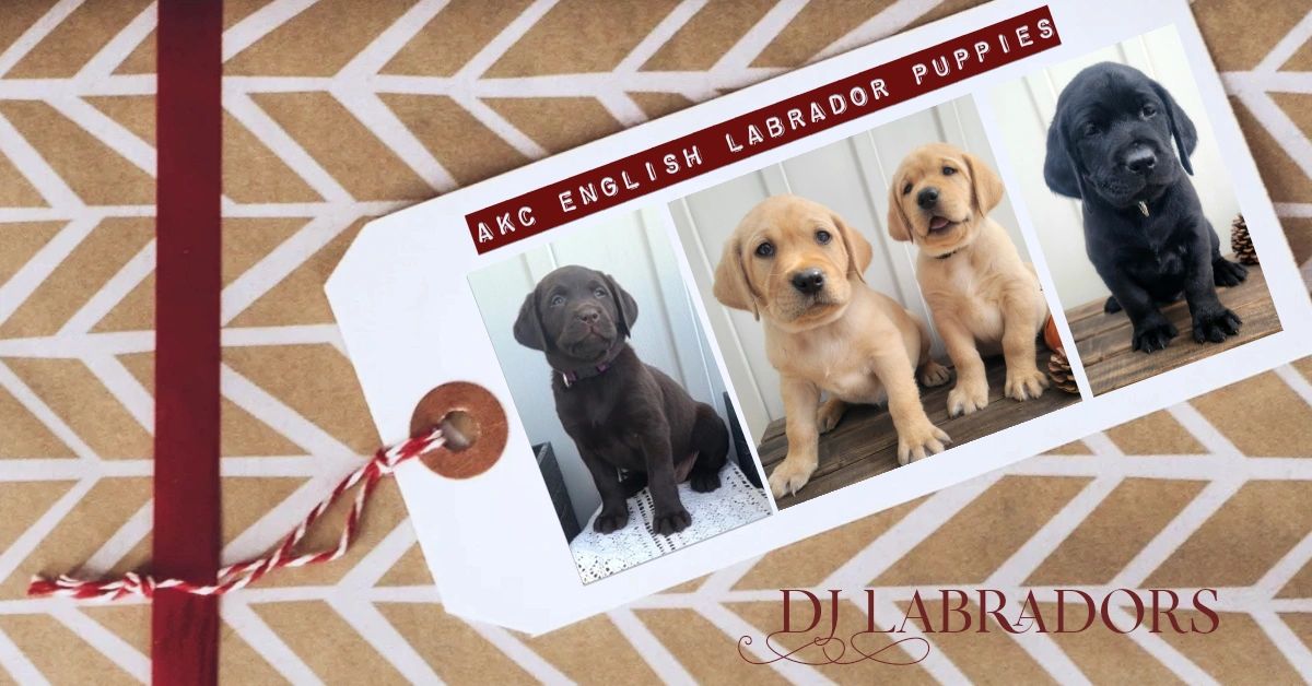 Labrador Puppies | Find Your Perfect English Lab Puppy